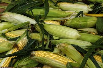 a heap of fresh corn on the cob