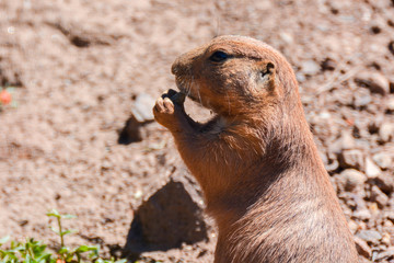 chien de prairie au parc zoologique (zoo) de Fréjus dans le var