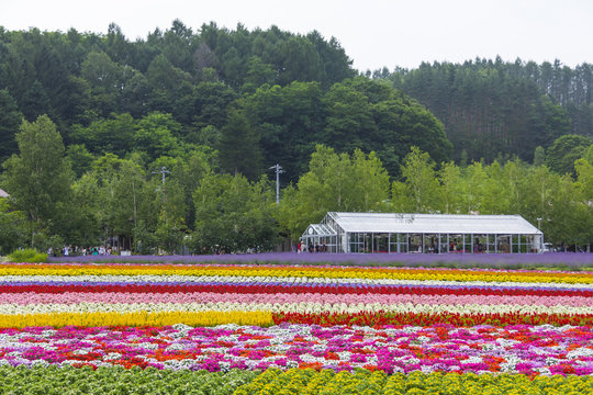 Furano, Hokkaido, Japan &ndash; July 30, 2015: Various colorful flowers fields in front of greenhouse and many tourists in the background at Tomita Farm, a famous tourist attraction of Furano, Hokkaido.