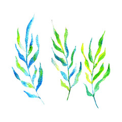 watercolor elements set of seaweed water plant sketch