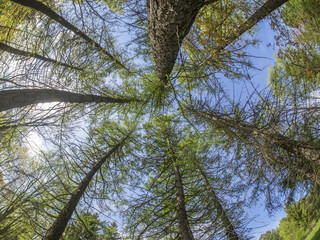 beautiful forest in a botanical garden. North of Russia