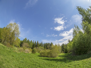 Fototapeta na wymiar beautiful forest in a botanical garden. North of Russia