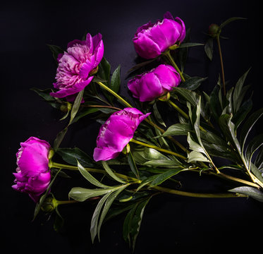 Fototapeta peony flower on black background