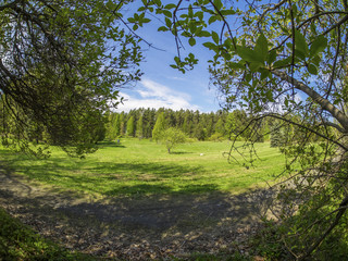 beautiful forest in a botanical garden. North of Russia
