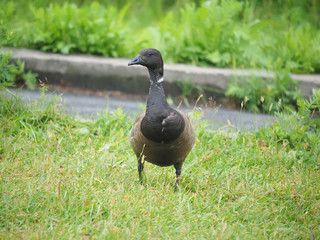 Brant on the lawn