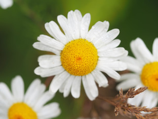 Obraz premium Chamomile in the forest