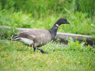 Brant on the lawn