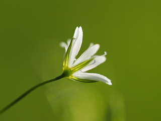 chickweed flower in the forest