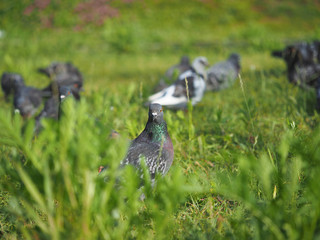 portrait of a dove