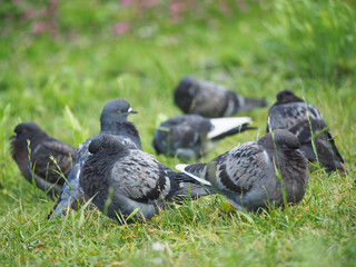 portrait of a dove