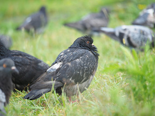 portrait of a dove