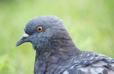 portrait of a dove