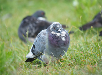 portrait of a dove