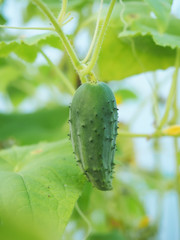 cucumbers in greenhouses
