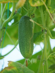 cucumbers in greenhouses