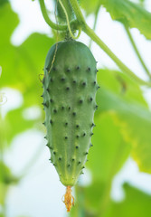 cucumbers in greenhouses