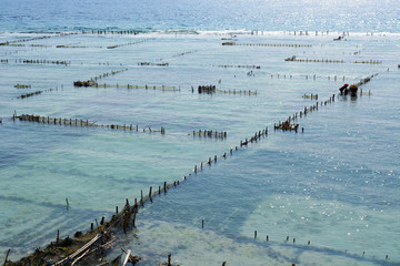 Seaweed plantations, Nusa Penida-Bali, Indonesia