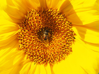 fly hoverfly on a sunflower