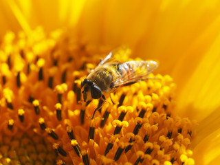 fly hoverfly on a sunflower