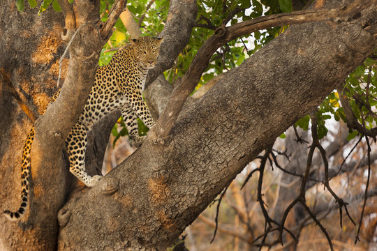 Leopard, Panthera pardus in Okavango Delta, Botswana