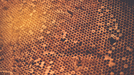 unfinished honey making in honeycombs. with vintage filter