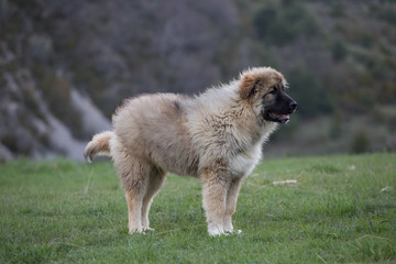 Fototapeta na wymiar Caucasian Shepherd Dog Puppy