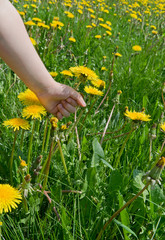 Breaking. Hand of a child picking a dandelion flower.