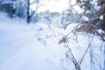 Frozen branch in snow in the winter
