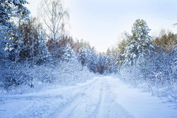 Fototapeta na wymiar Trees in snow in the winter wood. Forest road. Latvia. Europe.