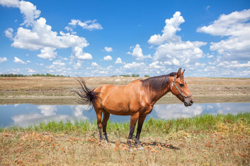 beautiful brown horse