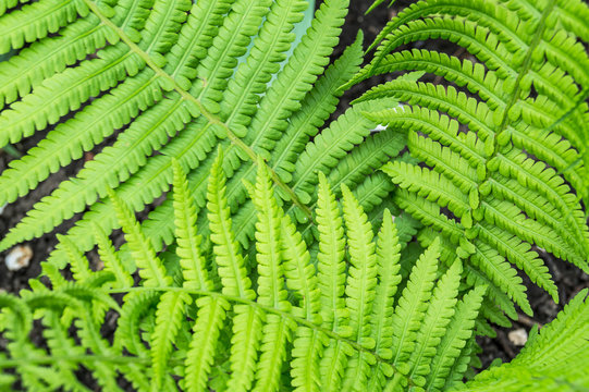 The branch of fern