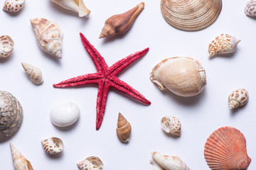 Seashells and starfish on a white background. Copy space for you