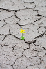 flower growing on the dried and cracked ground