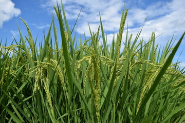 稔り始めた稲穂