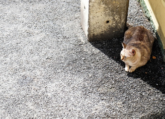 A cat shady place on the street