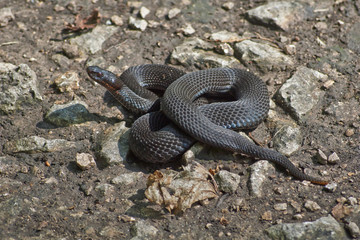 Poisonous black adder.