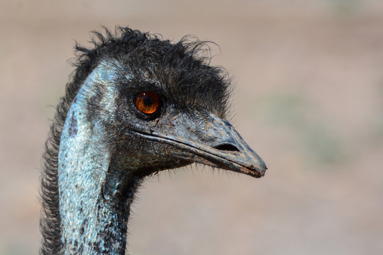 T&ecirc;te de Casuariformes au zoo de Fr&eacute;jus dans le Var