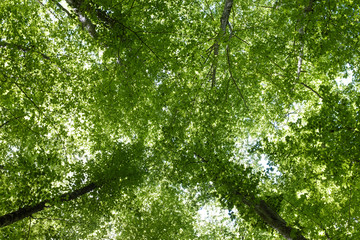 Fototapeta premium Looking to the sky in a forest