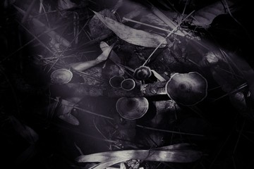 Forest mushrooms in the grass. Black and white style © angelo19