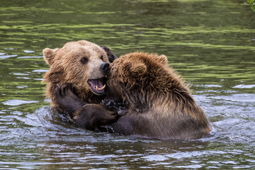 Braunbär - Ursus arctos