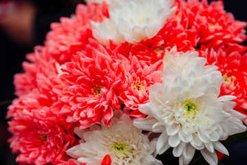 Closeup of bouquet made of pink and white chrysanthemums