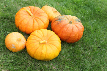 Orange pumpkins on a grass in a garden in the fall