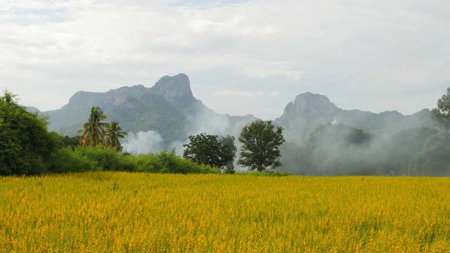 Panning shot of Sunhemp or Crotalaria juncea flower field with Khao Jeen Lae mountain background, Lopburi, Thailand