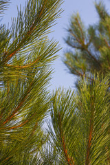 green pine needles on the sky background