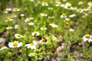 Wildflowers on meadow