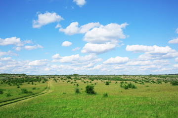 Fototapeta premium Green field under blue sky