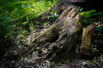 Fototapeta premium Big tree stump in forest