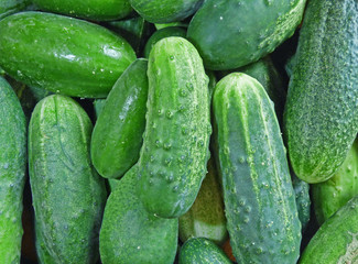 Cucumbers background. Lot of fresh green vegetables.