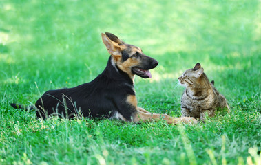 Cute dog and cat on green grass