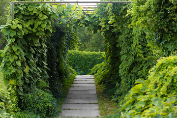 Naklejka na ściany i meble Green arch in botany garden